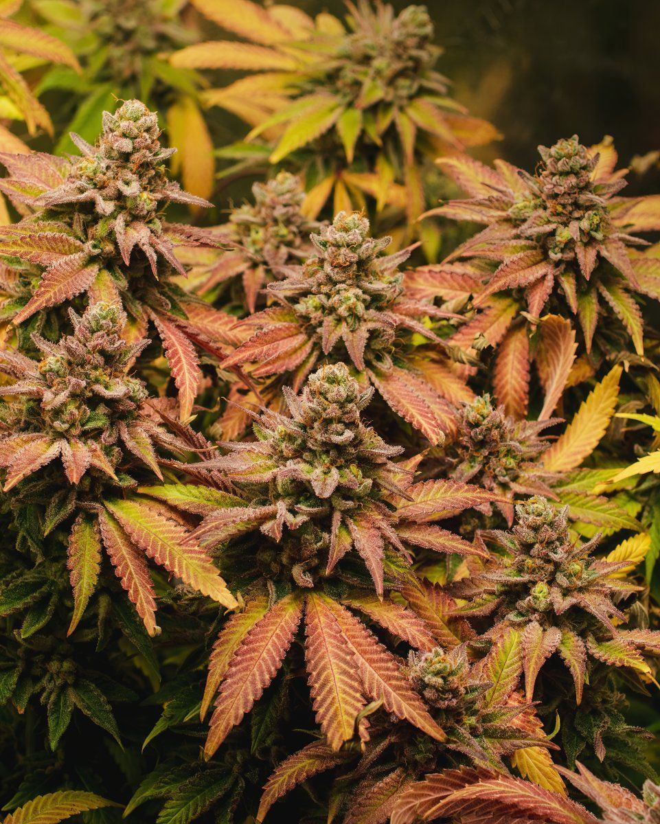 BBM BX1