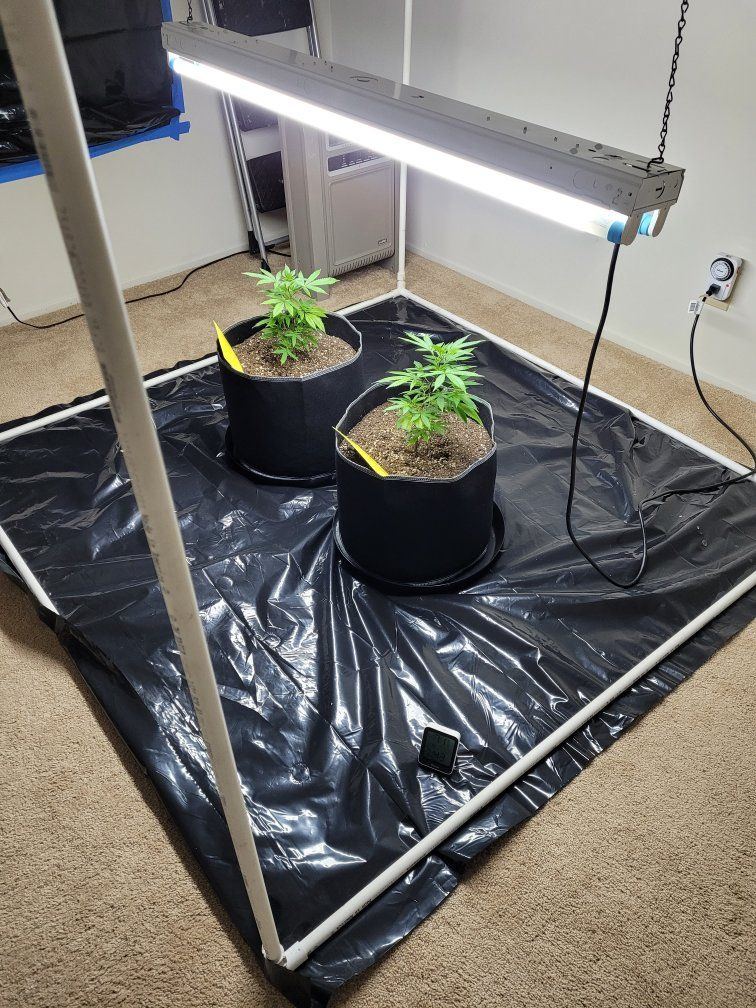 BBM_Week3_veg.jpg