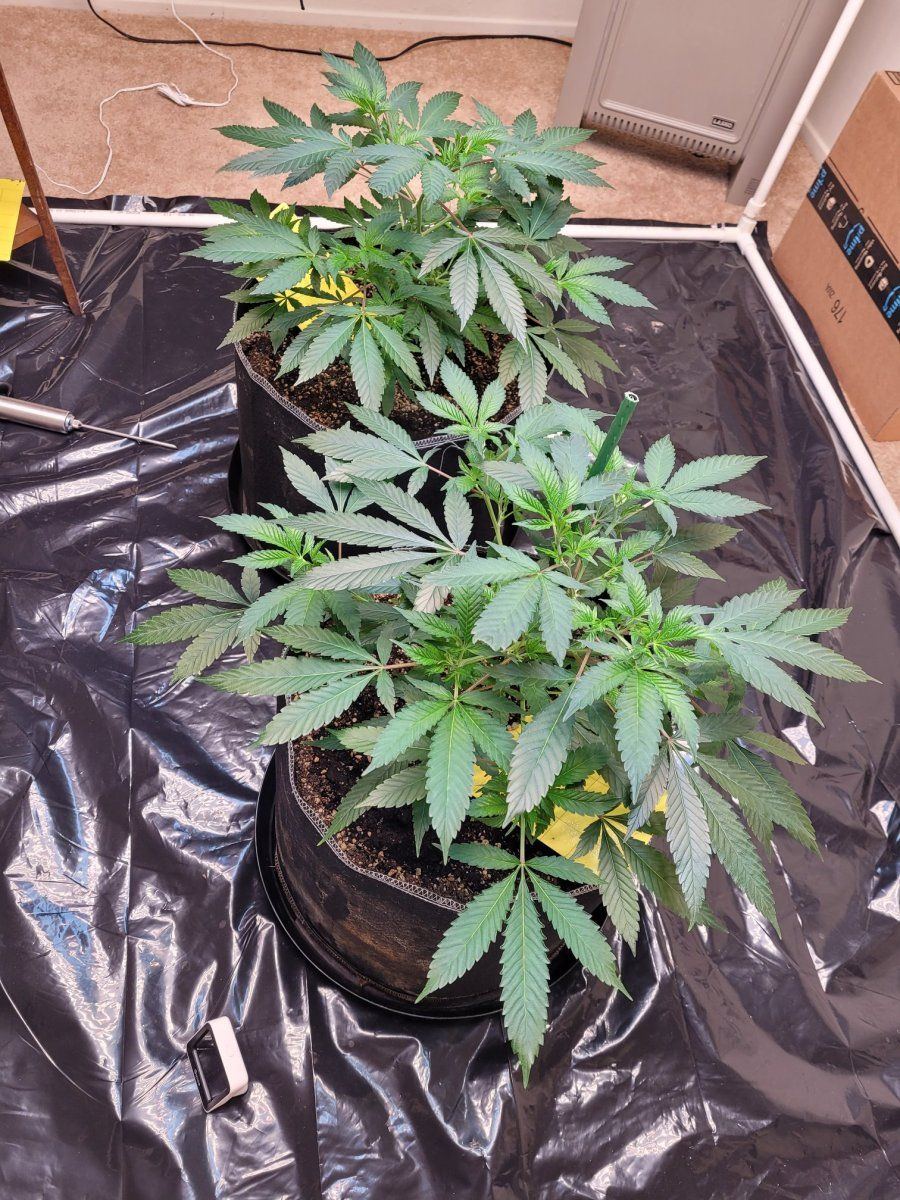 BBM_Week6_Veg.jpg