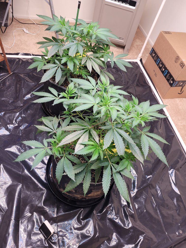 BBM Week7 Veg