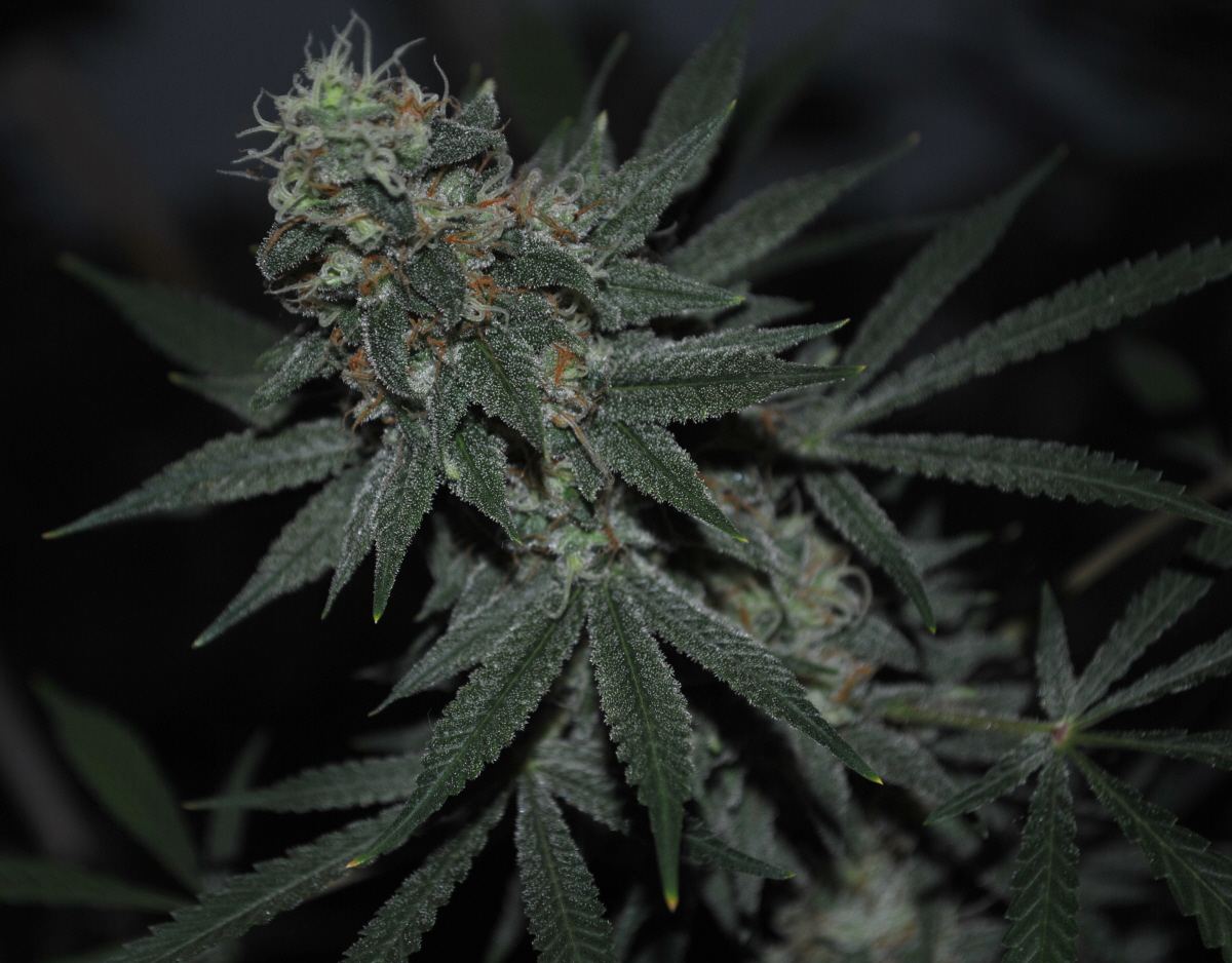 BBNLFLOWER10
