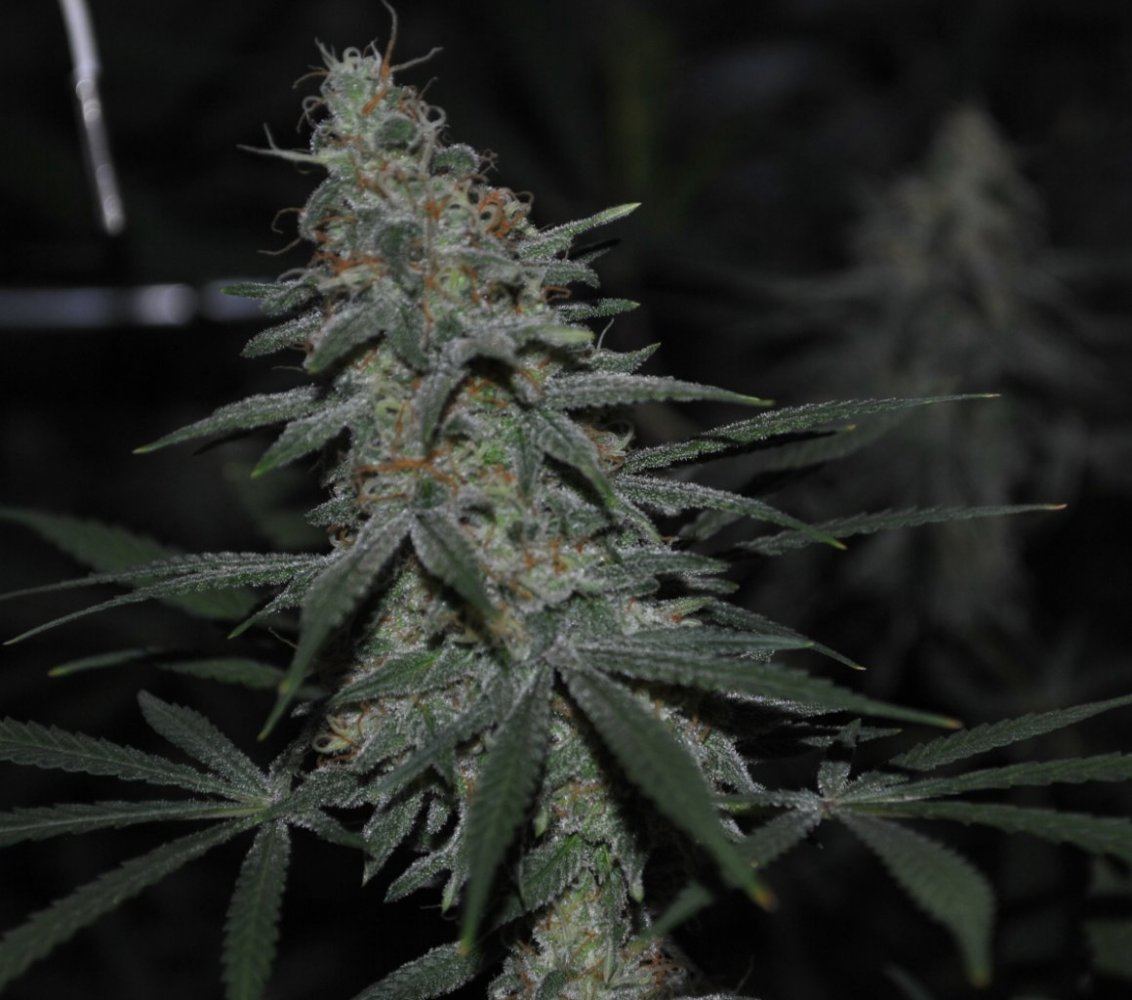 BBNLFLOWER11