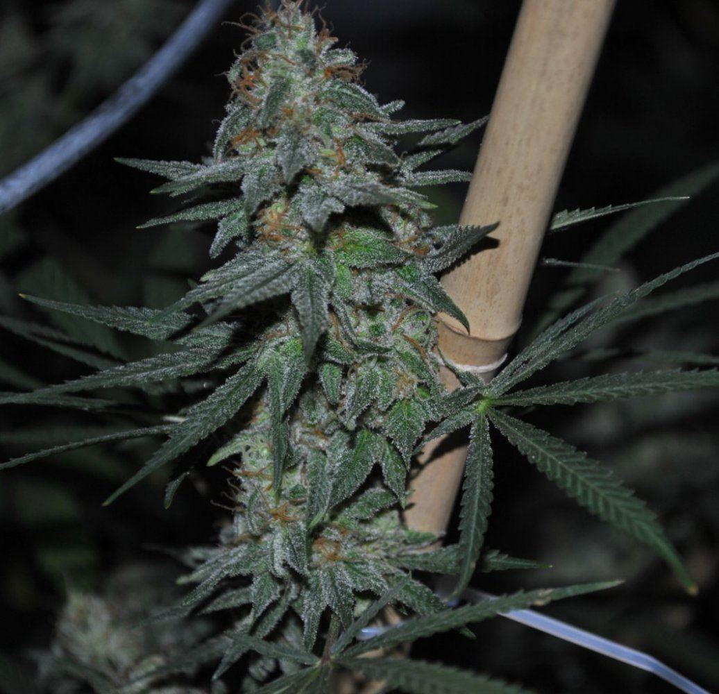 BBNLFLOWER12