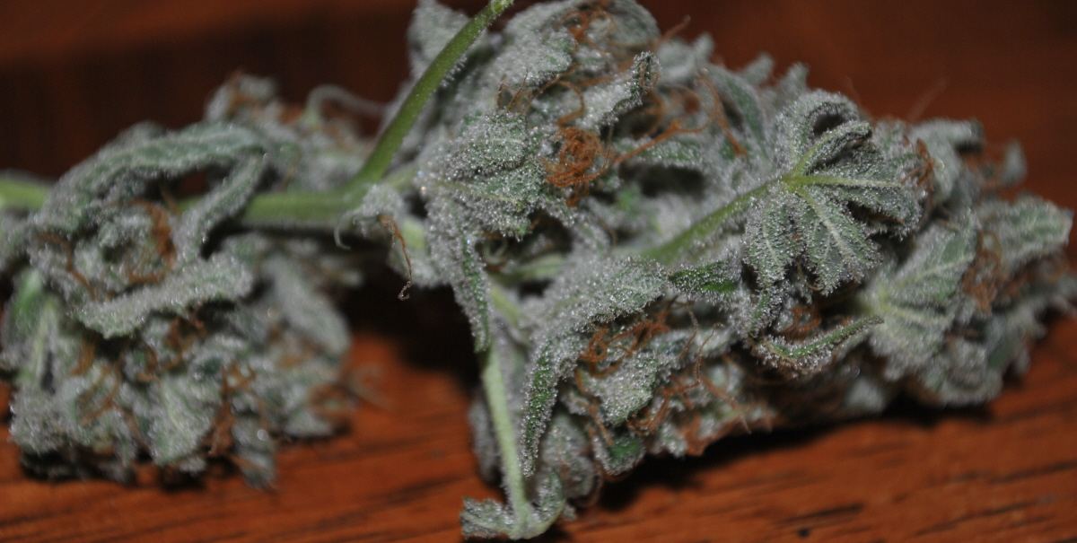 BBNLFLOWER15