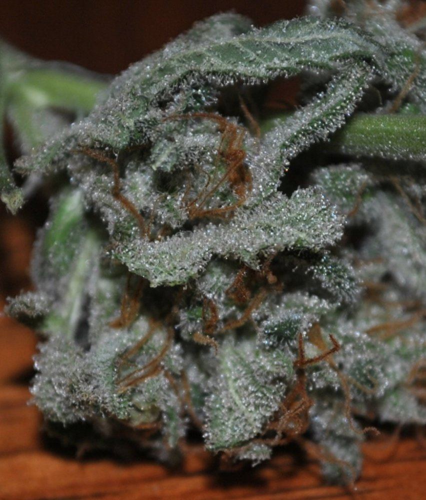 BBNLFLOWER16