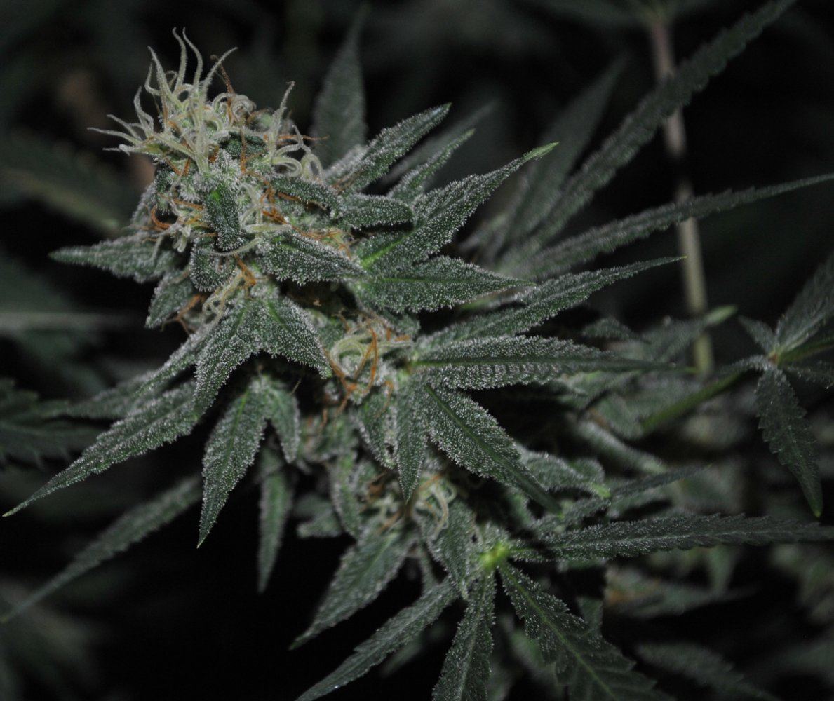 BBNLFLOWER3