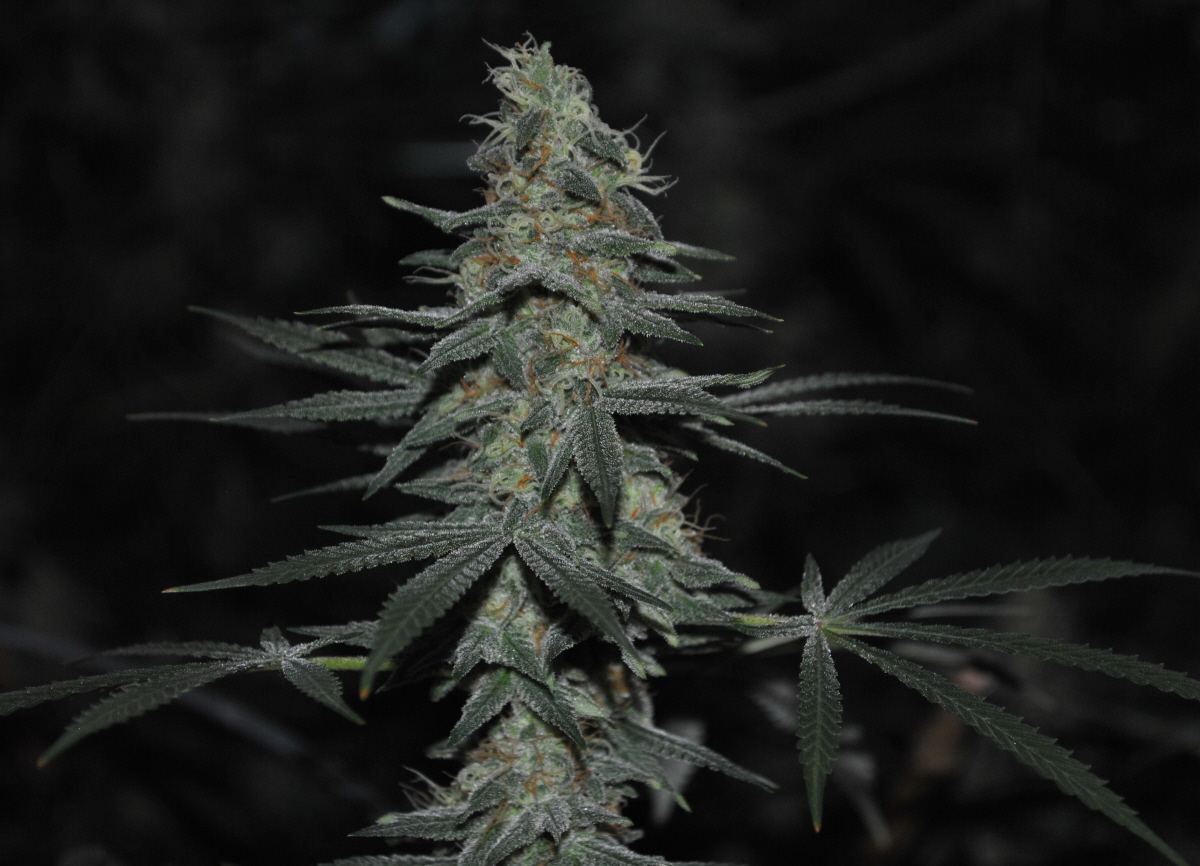 BBNLFLOWER4