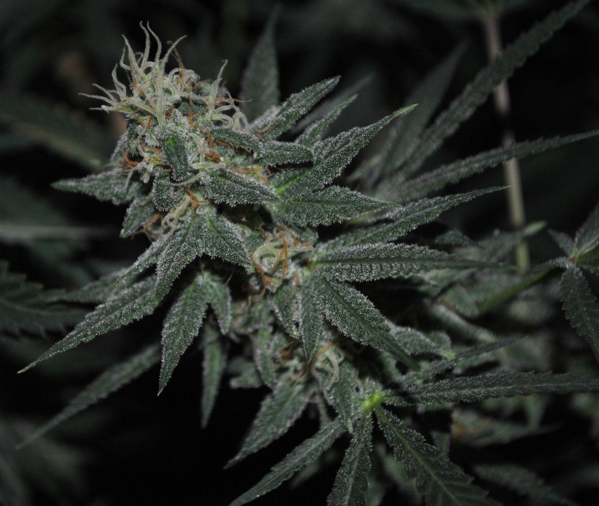 BBNLFLOWER5