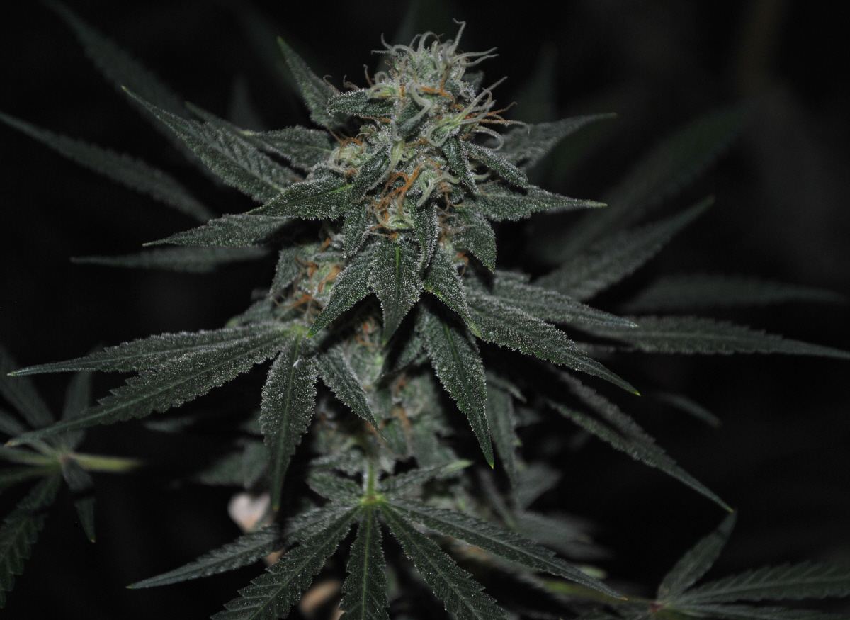 BBNLFLOWER6