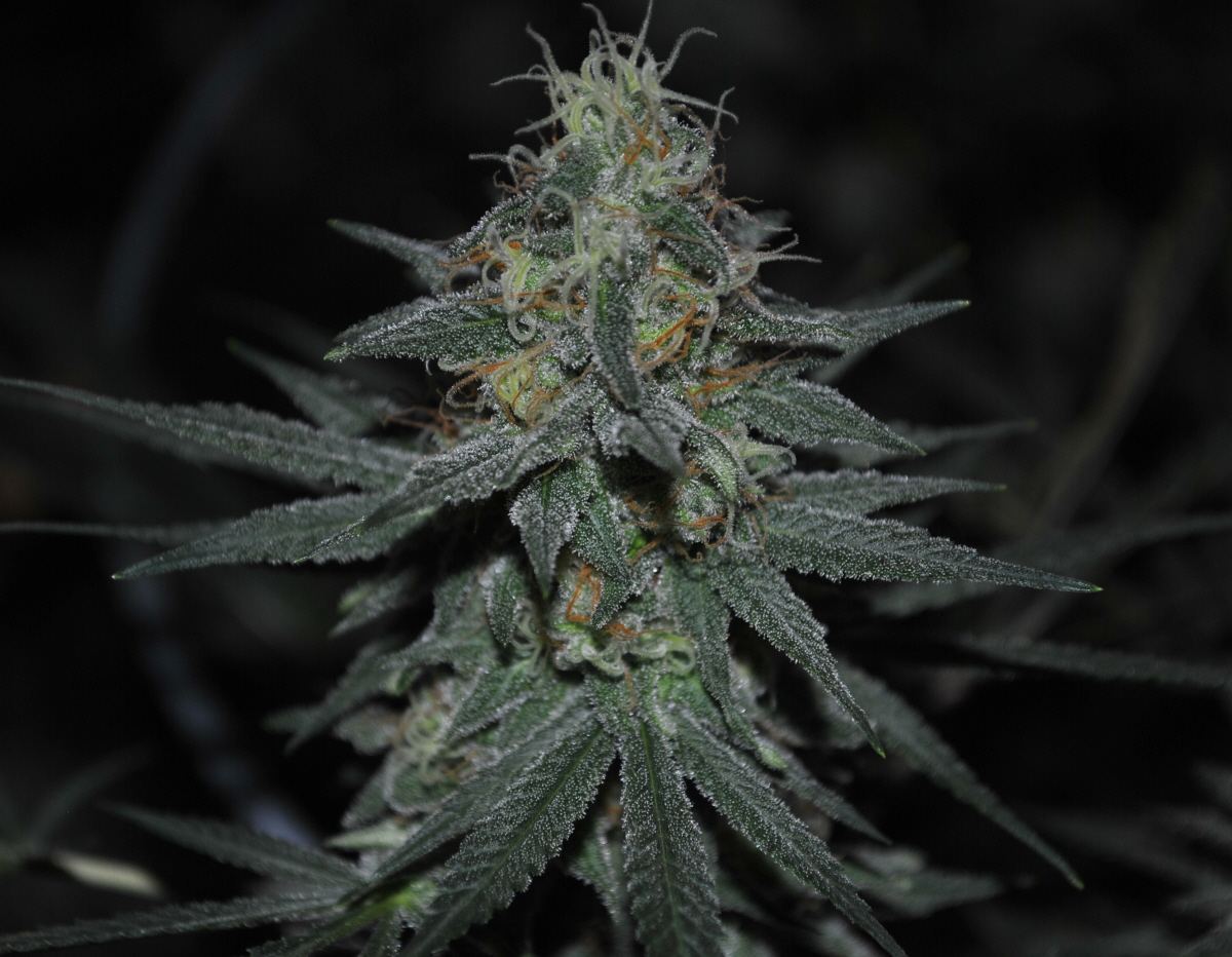 BBNLFLOWER7
