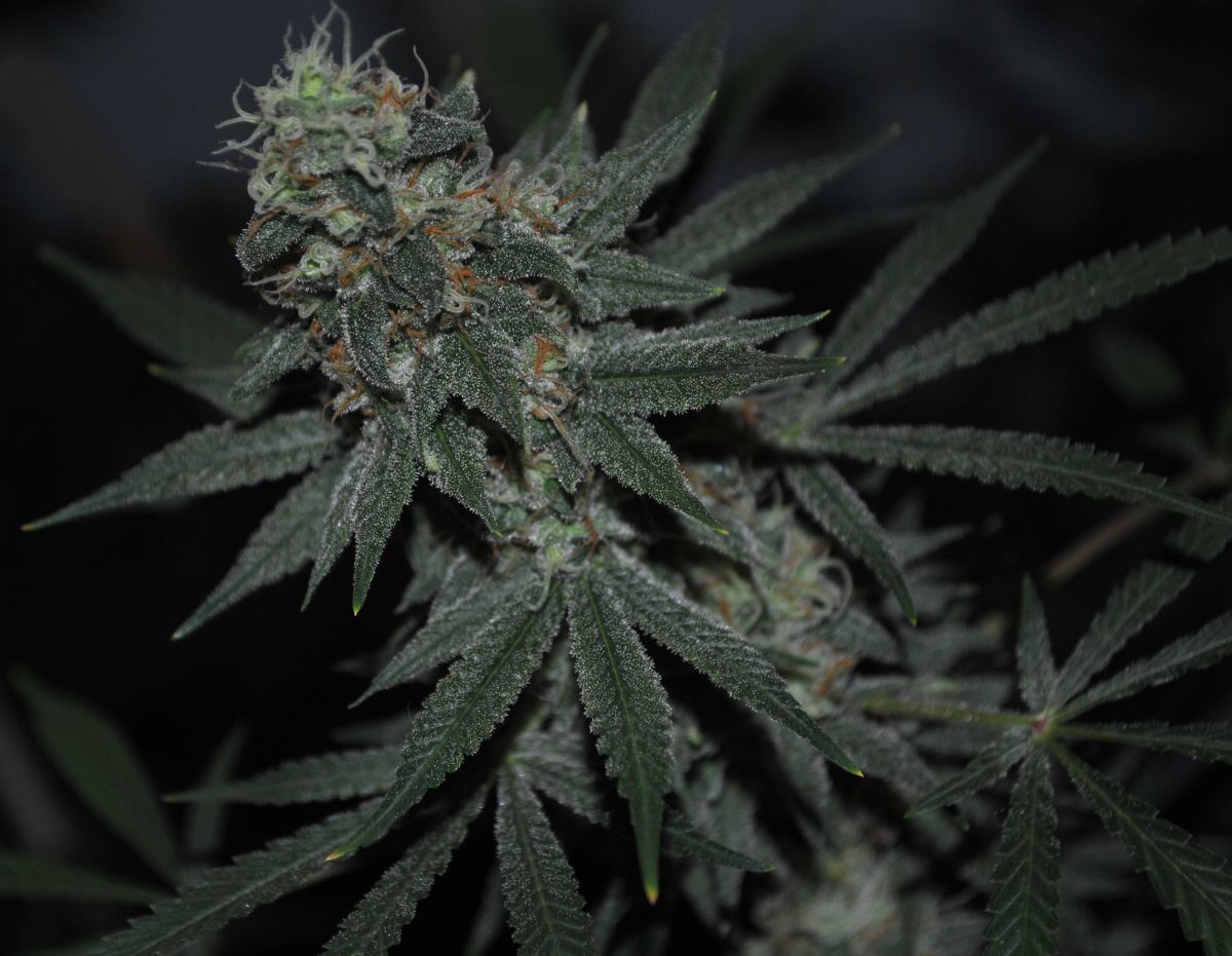 BBNLFLOWER9