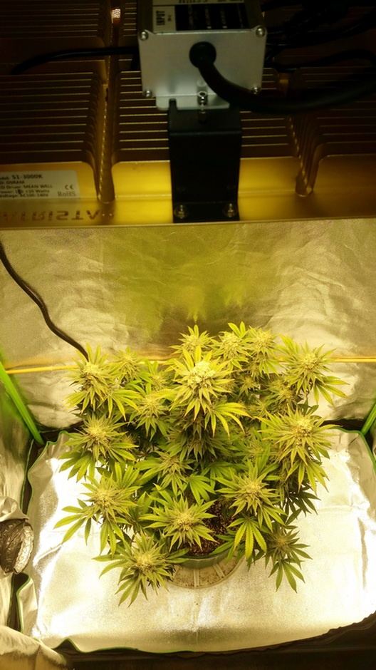 BBOG Harvest day 01
