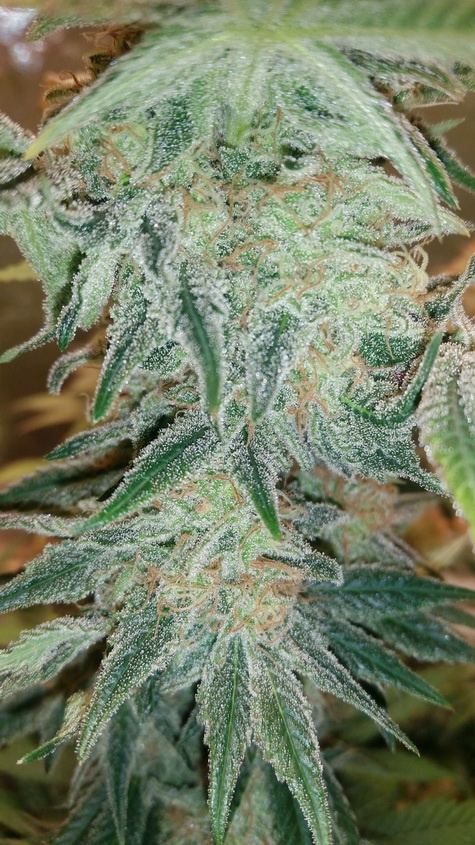 BBOG Harvest day 02