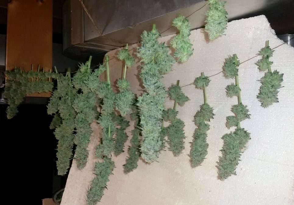 BBOG Harvest day 03