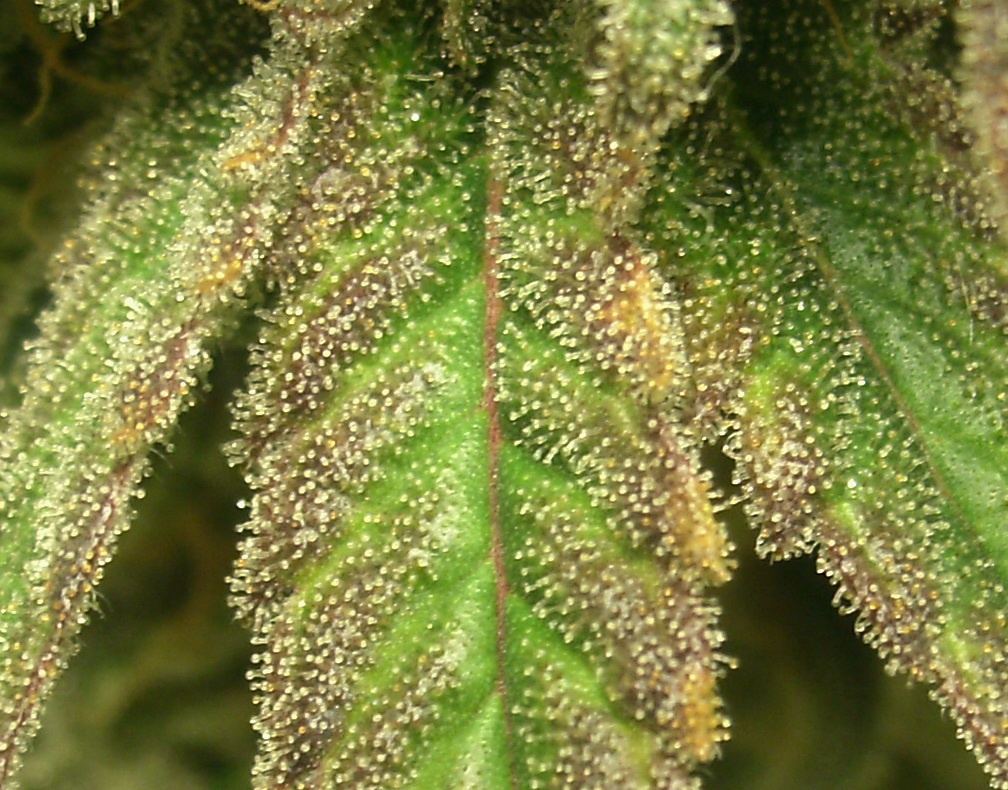 BBOG Trichs 6 19
