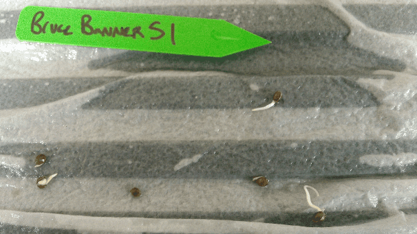 BBs1