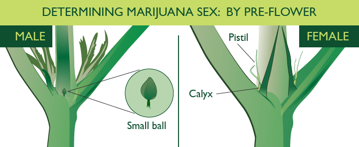 Bbs male vs femalecannabis plant