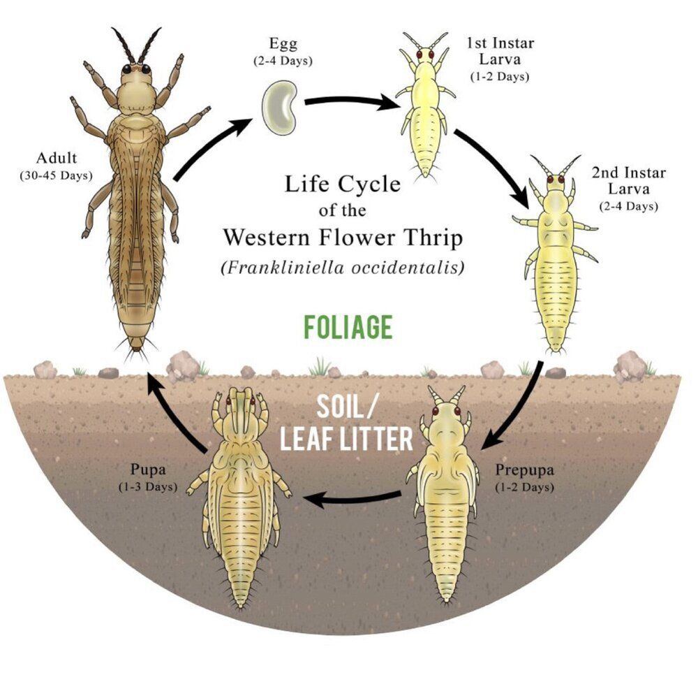 Bbs thrips3sacredelements