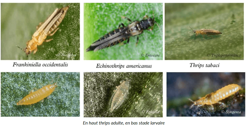 Bbs thrips