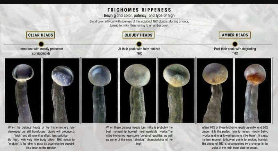 Bbs Trichromes
