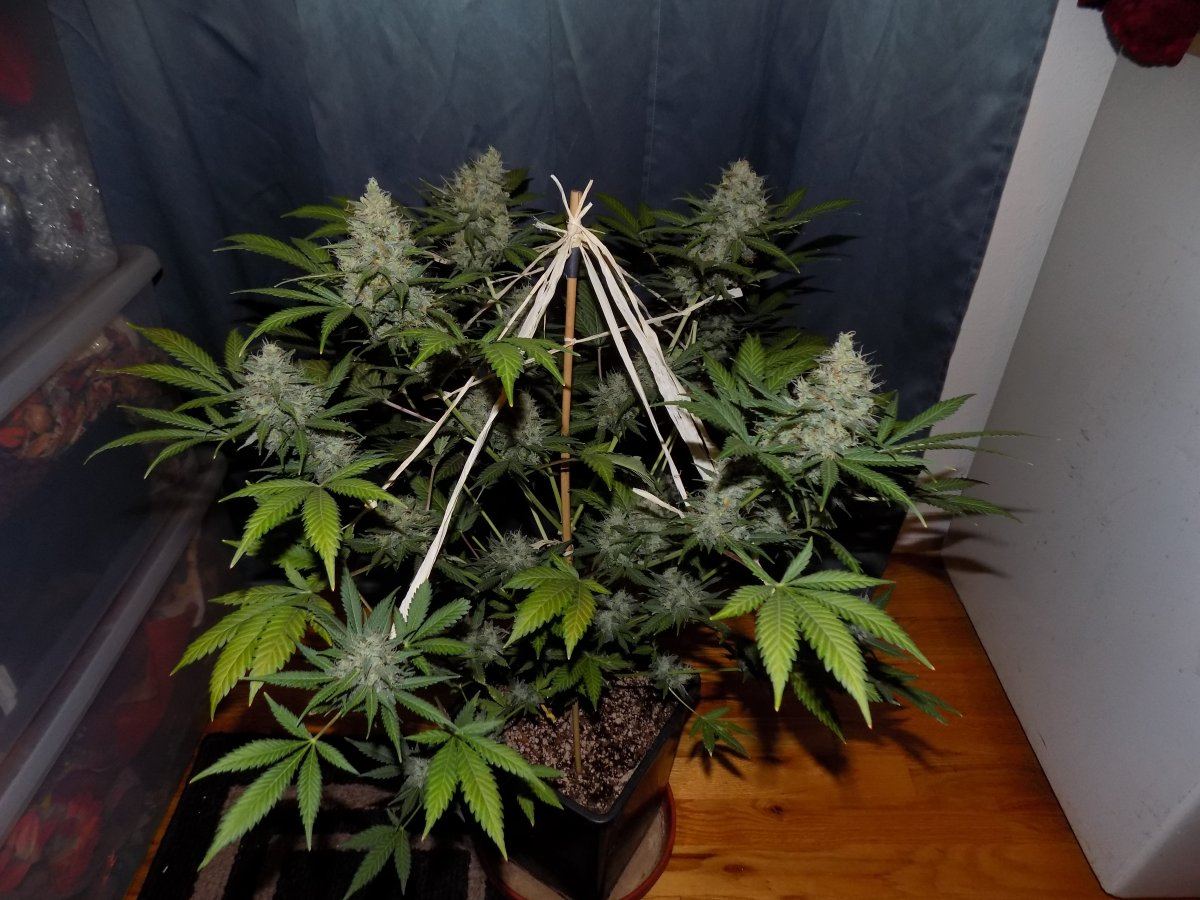 Bc 1