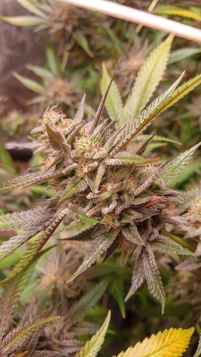 Bc bud