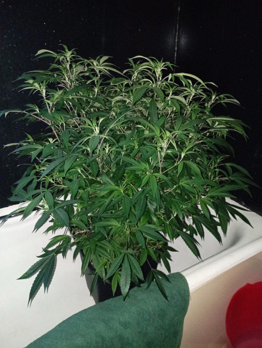 Bc