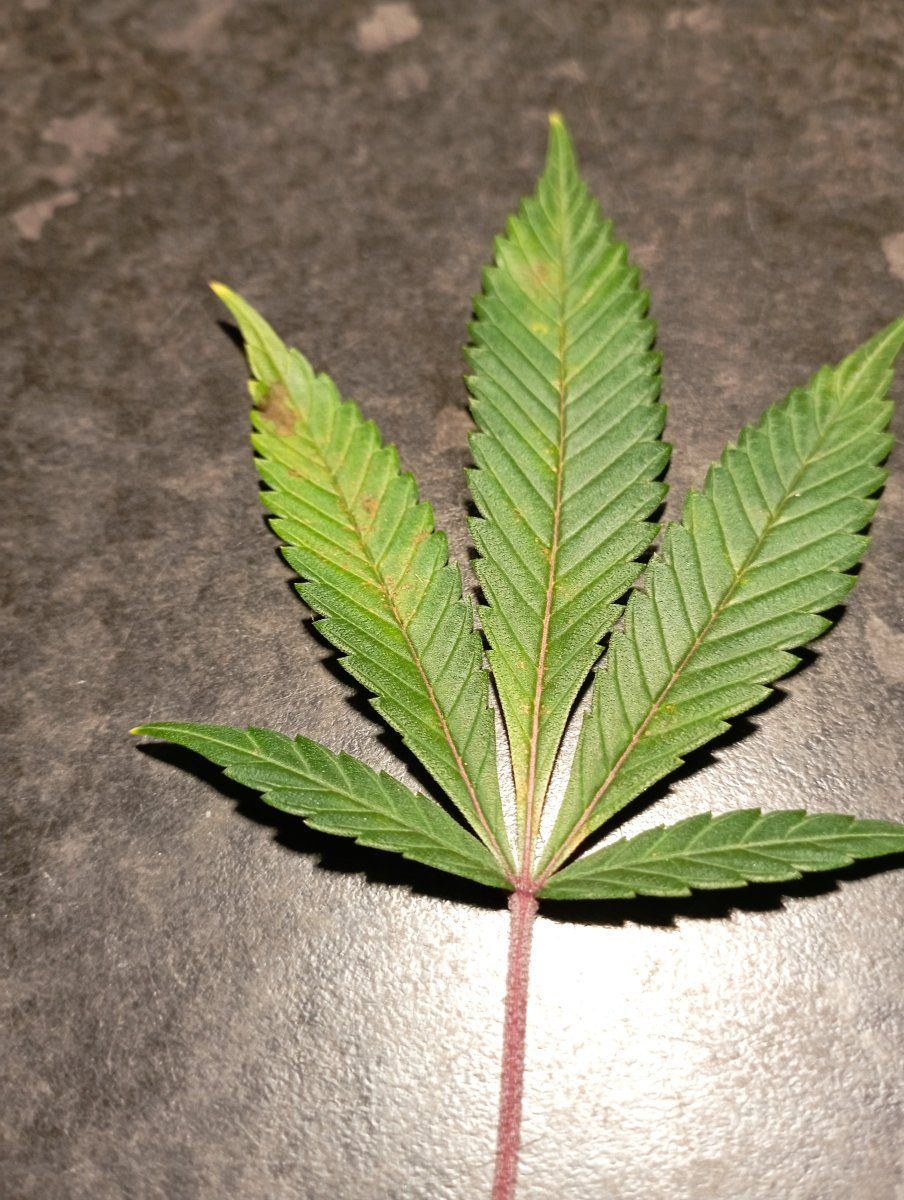 Bc leaf