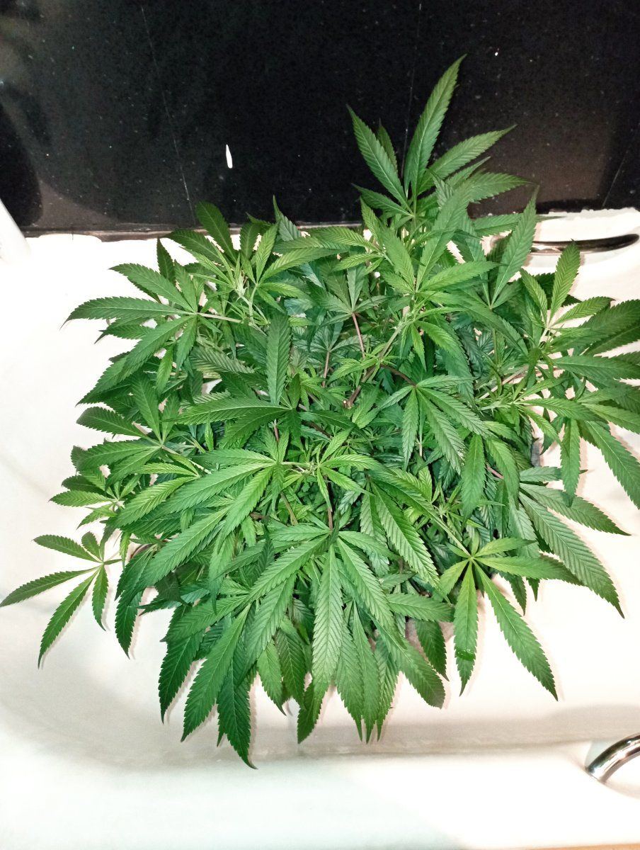 Bc out pheno