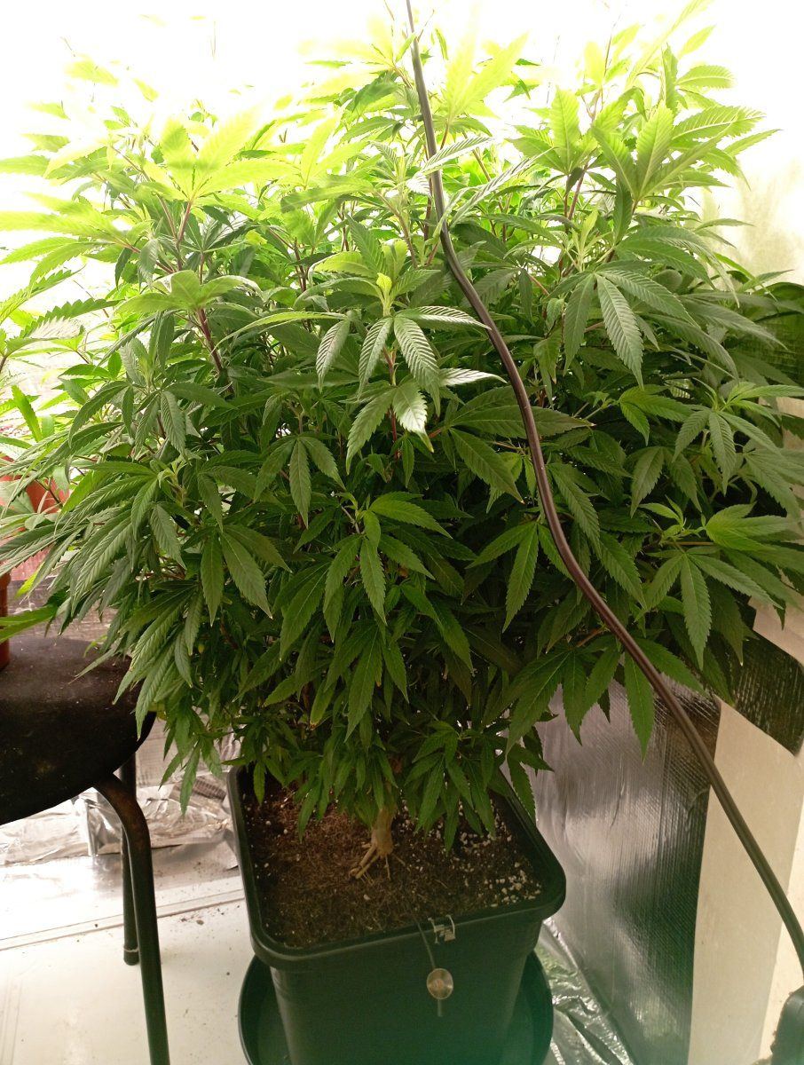 Bc24