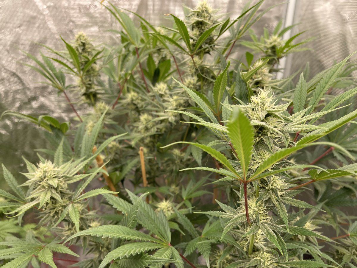 BC3706A4 D73B 4262 948B 06E906E71637
