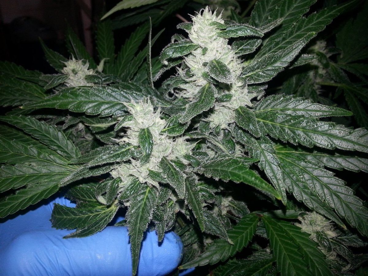 Bc4 8wks