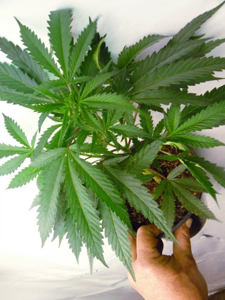 BC HP grow2 16