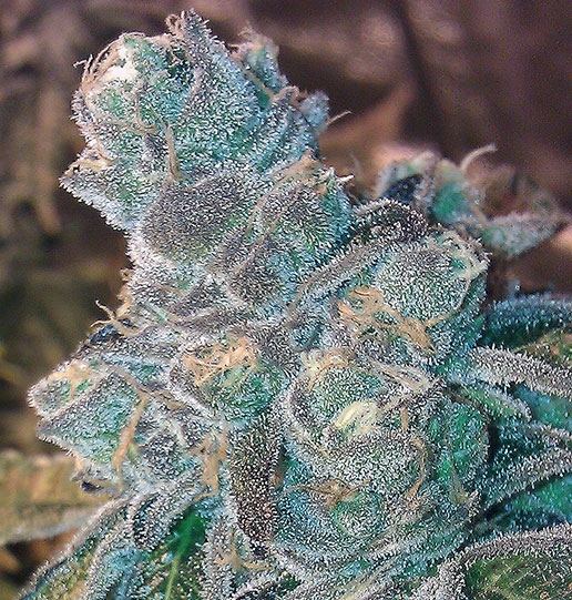 Bcbd animal cookies1