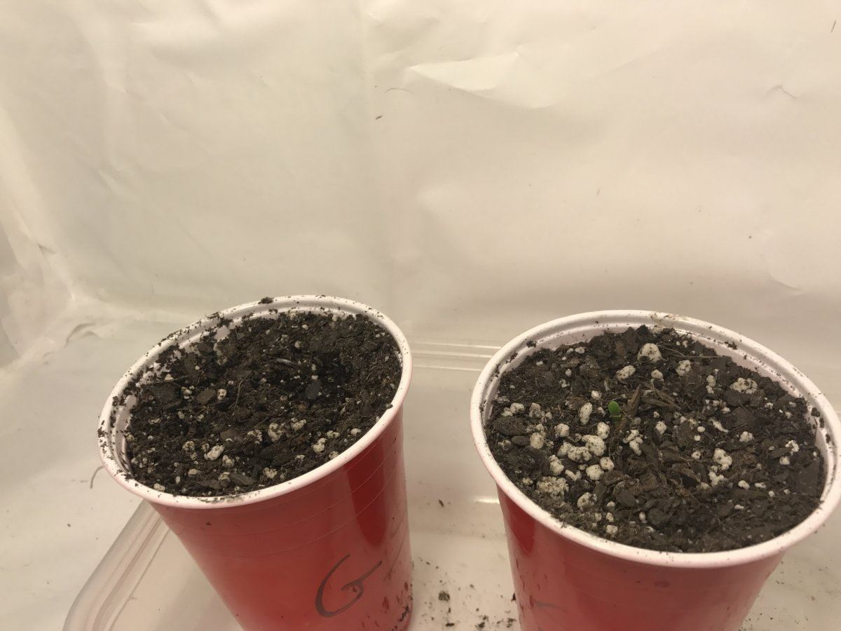 Bcbd gsc vs hso sapphire og head2head
