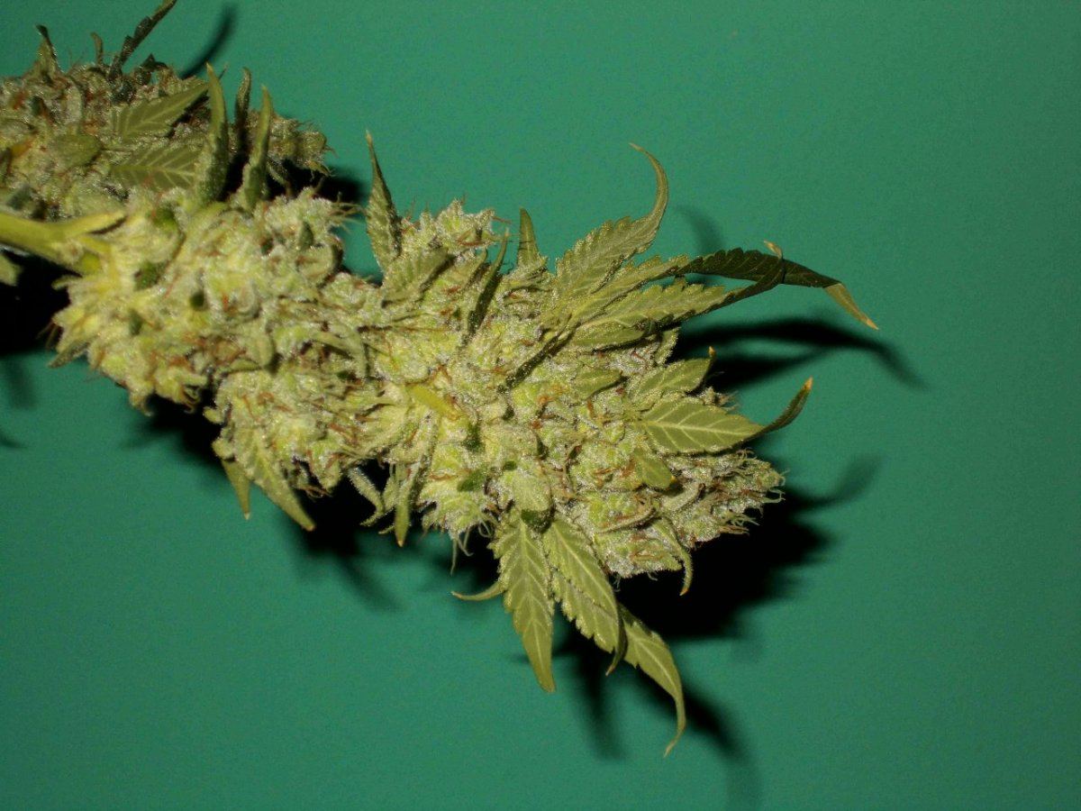 Bcbdgscharvest