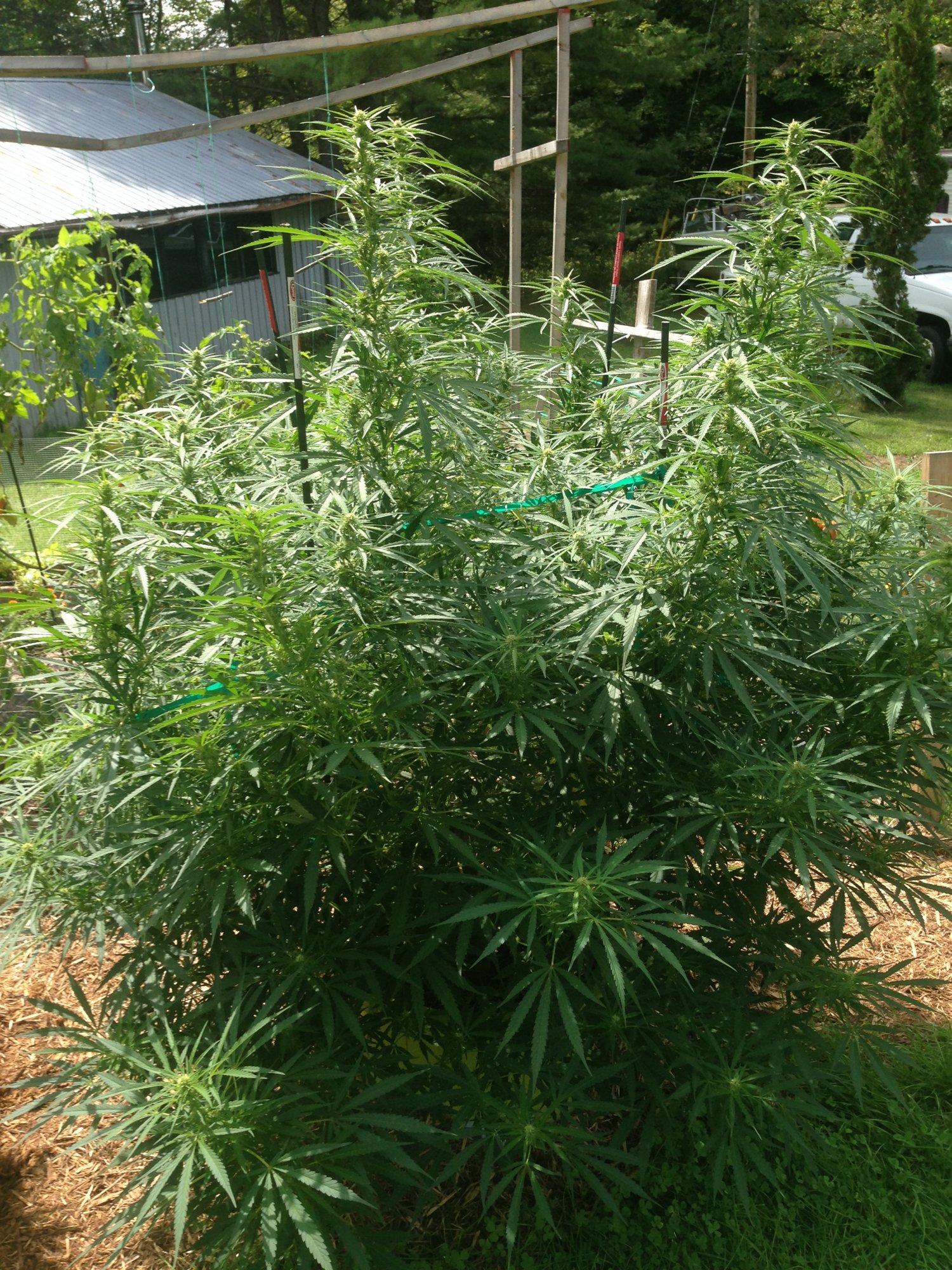 BCBigbud