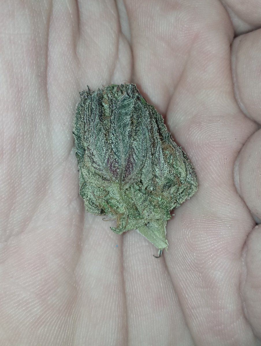 Bcbud