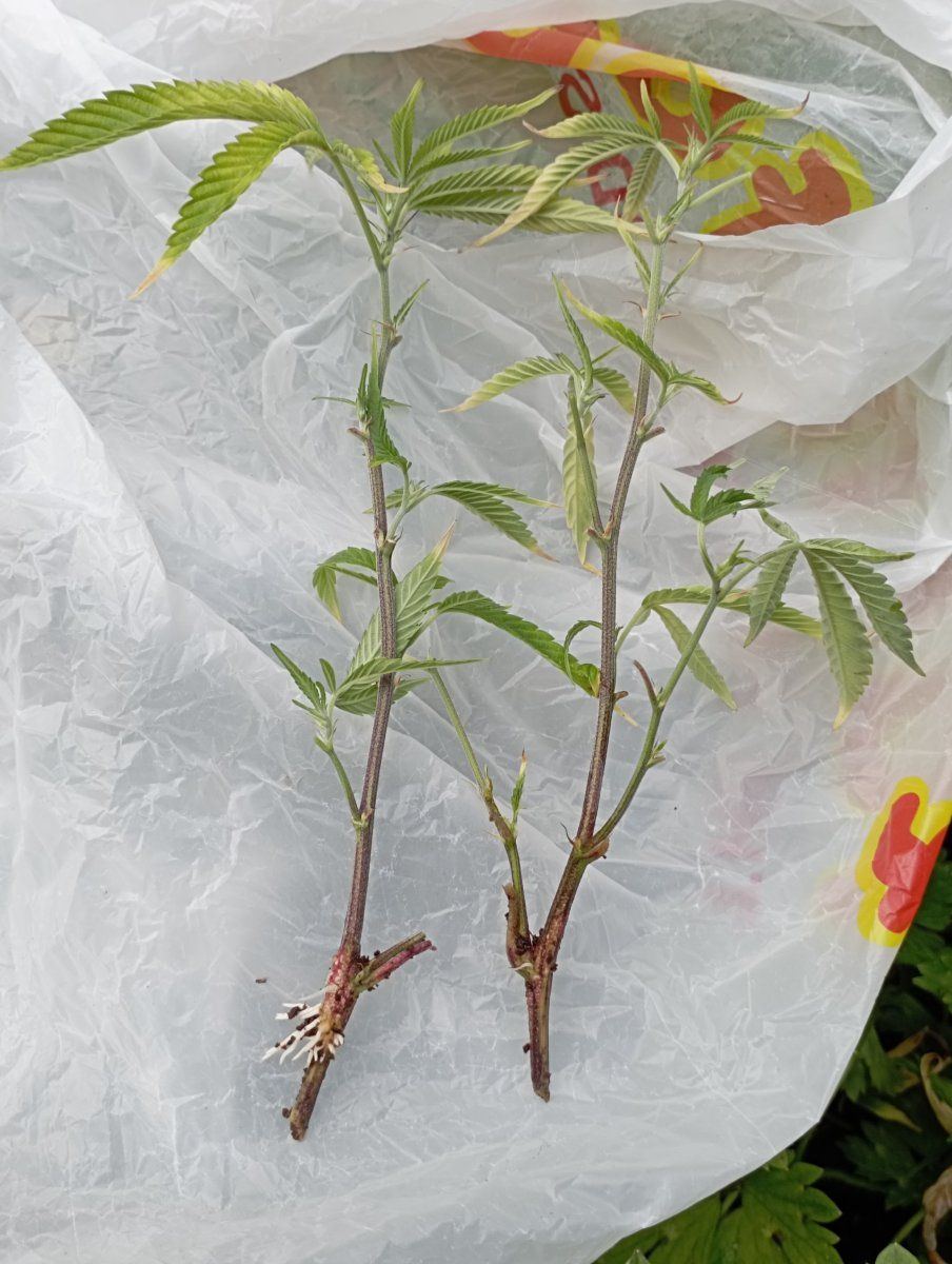 Bccuttings