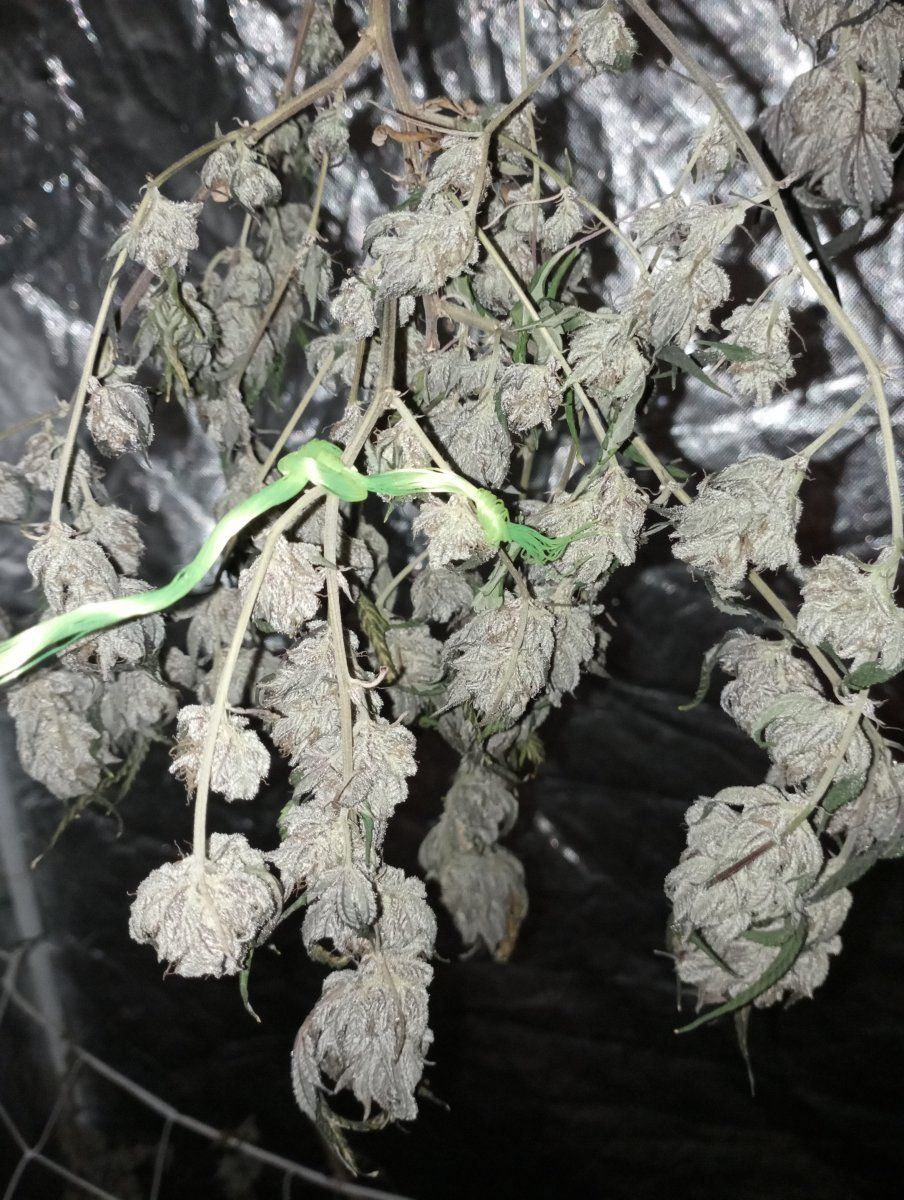 Bcd