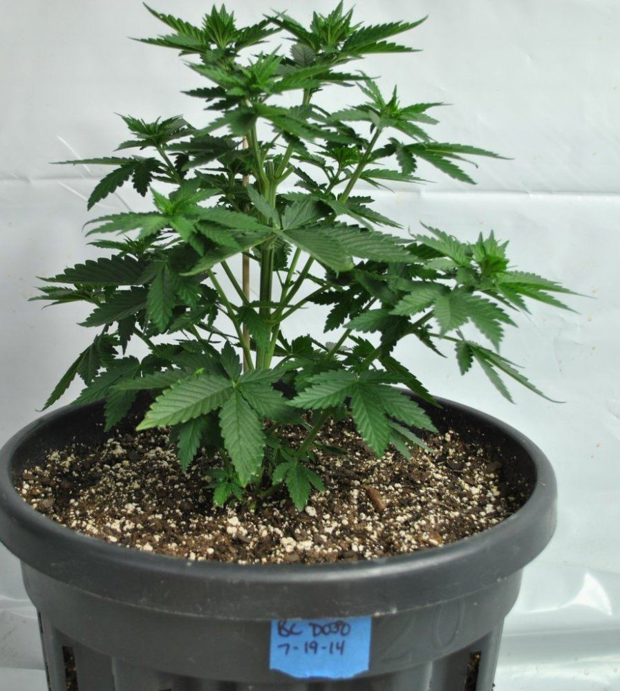 BCDOJO VEG 7 30 14 1