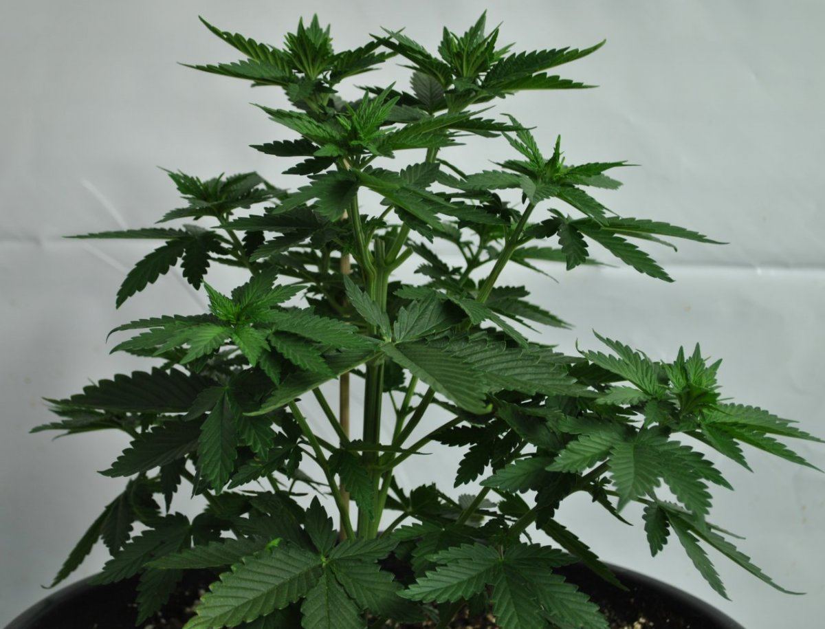 BCDOJO VEG 7 30 14 2