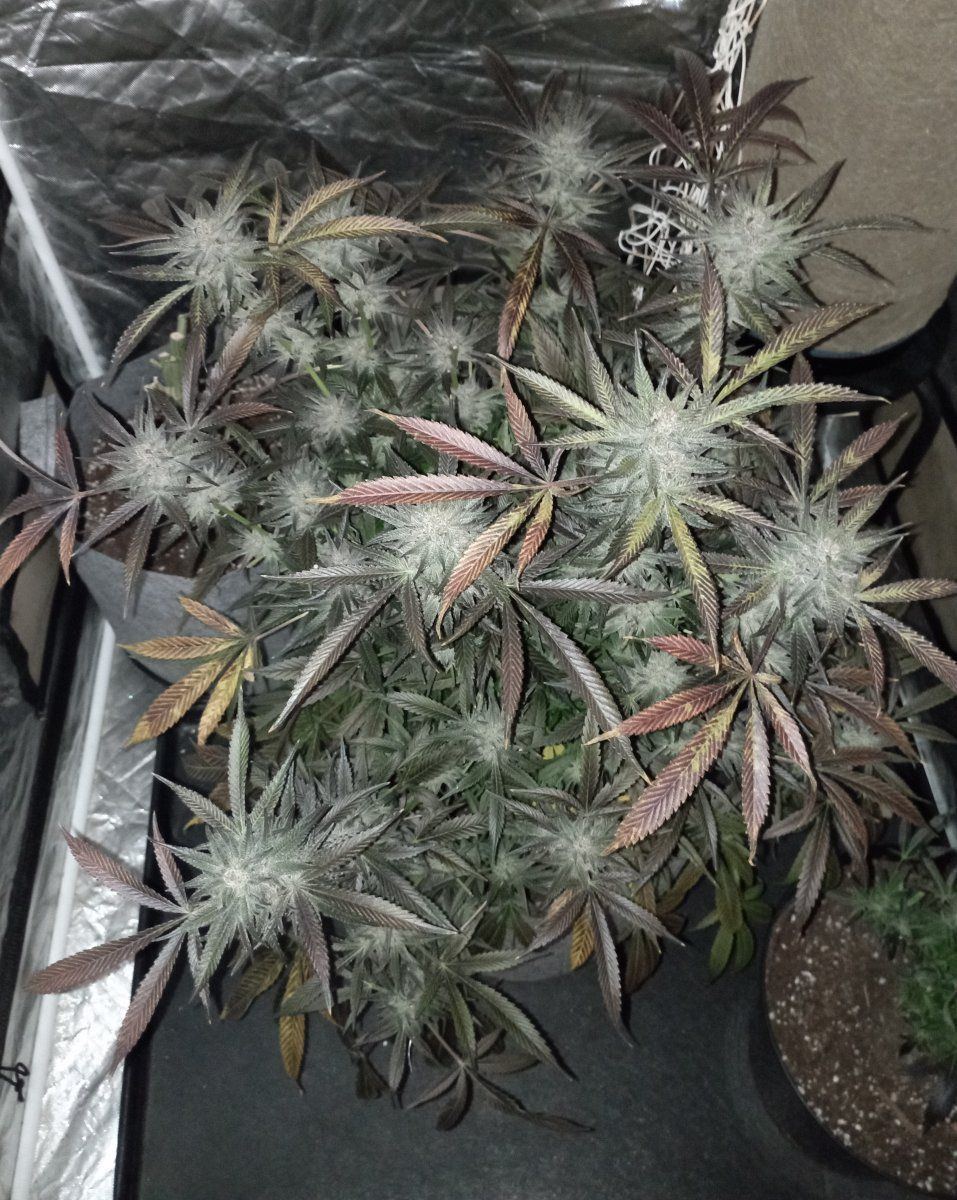 Bcoutdoorh