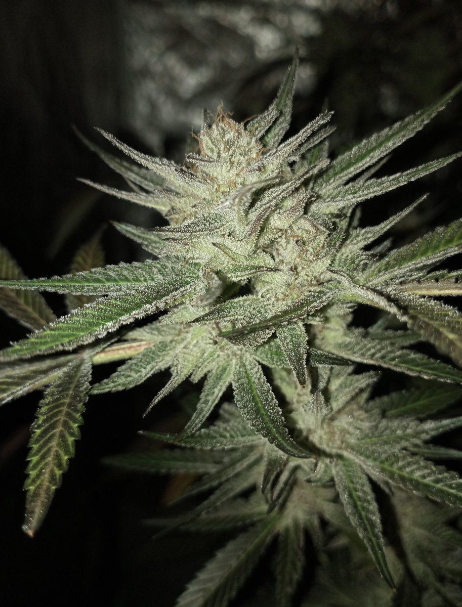 Bcoutdoor