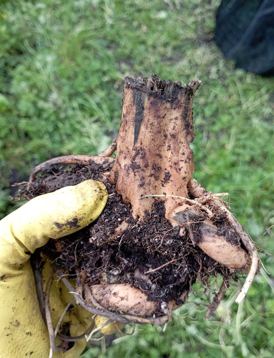 Bcoutdoor root base