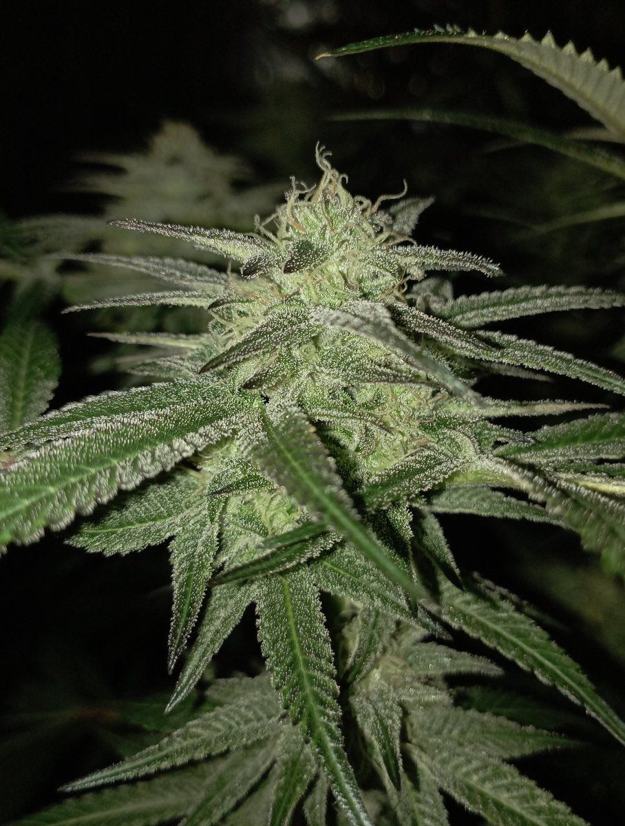 Bcoutdoor231