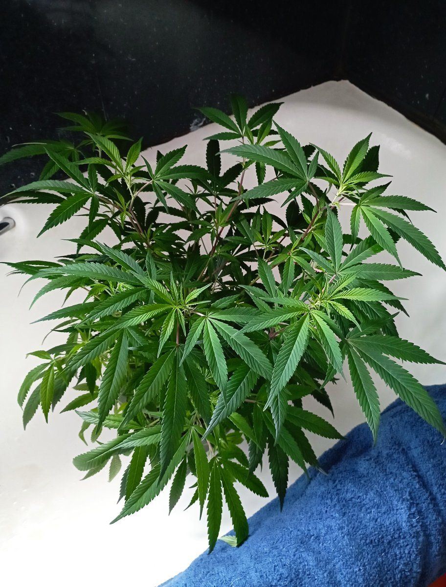 Bcoutdoor24