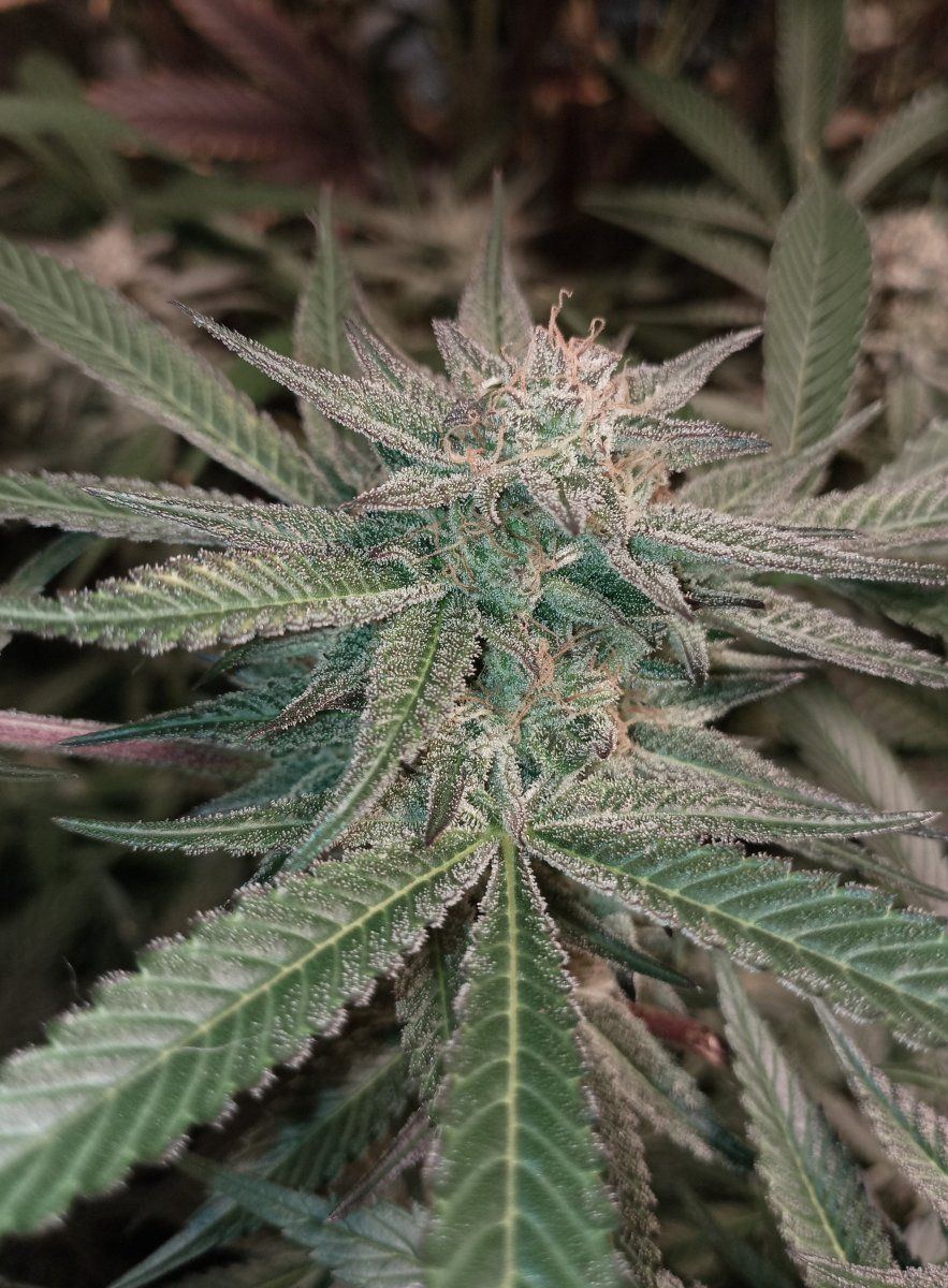 Bcoutdoor85