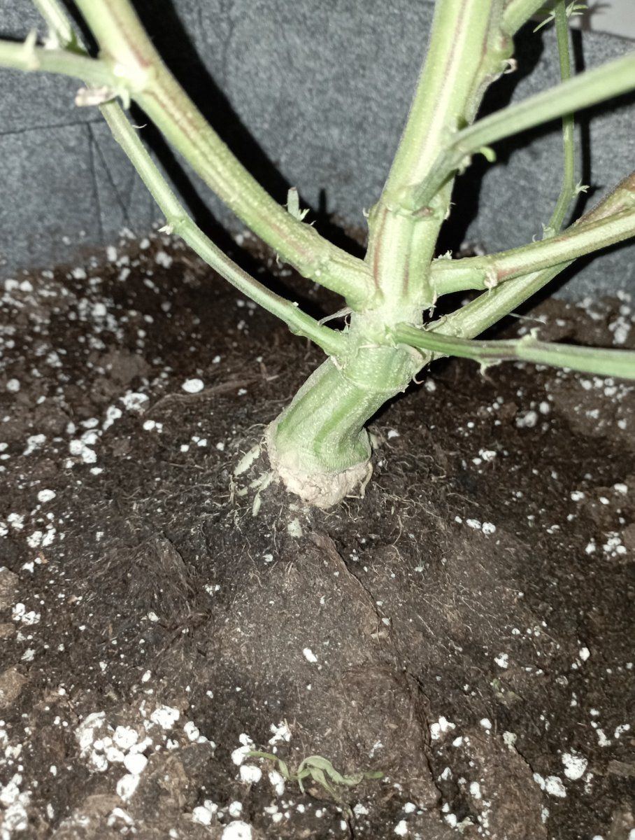 Bcoutstem
