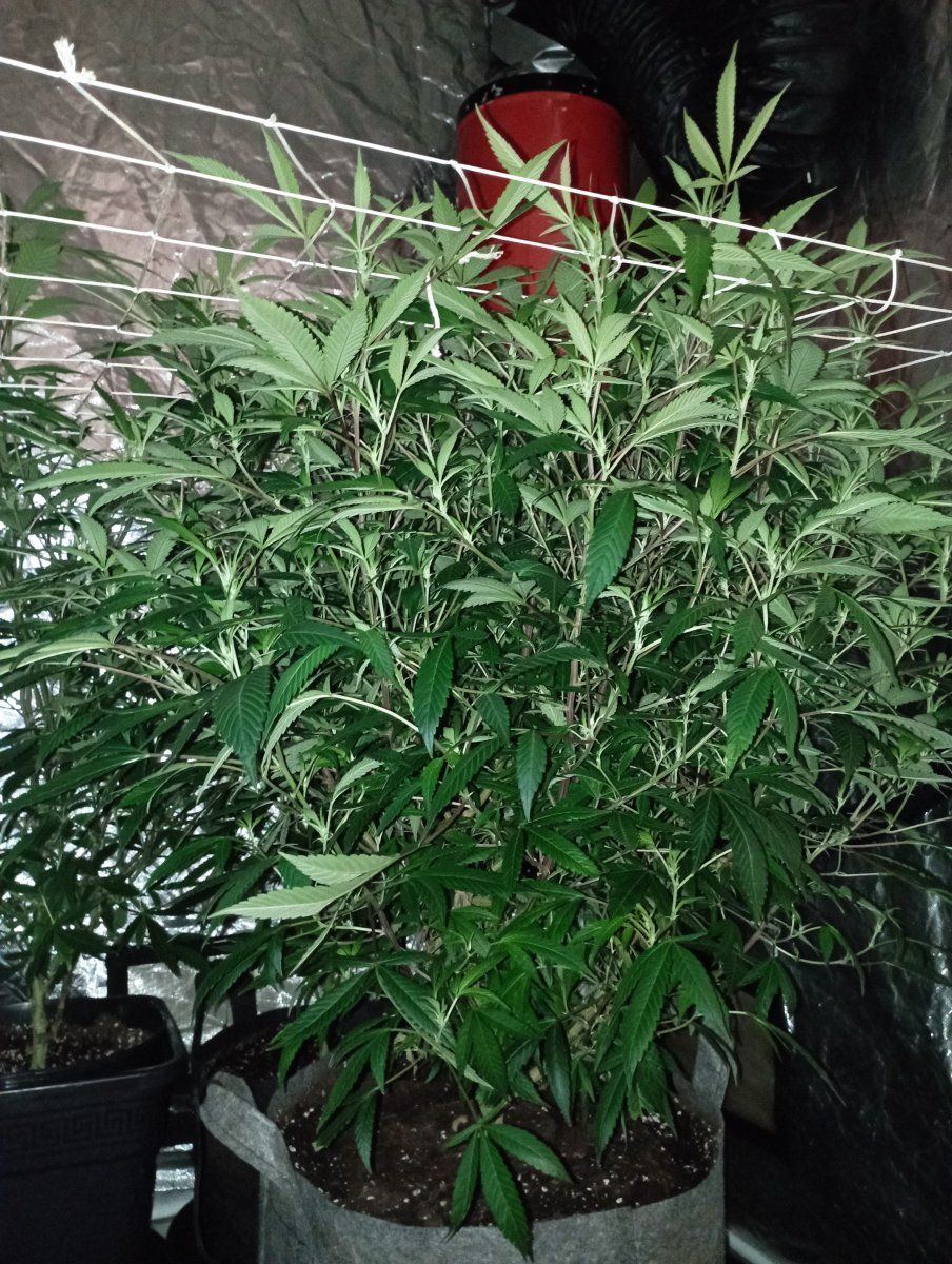 Bcplant